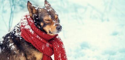 Dogs in the winter